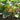 Squash, Summer - Early Prolific Straightneck