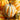 Squash, Winter - Festival F1