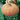 Squash, Winter - Galeux d'Eysines