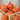 Squash, Winter - Hubbard Golden