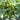 Squash, Summer - Grey Zucchini