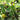 Squash, Summer - Greyzinni F1