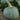 Squash, Winter - Hokkaido Semi Bush