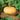 Squash, Winter - Long Island Cheese