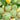 Squash, Summer - Lunar Eclipse F1