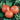 Squash, Winter - Orange Magic F1