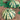 Squash, Summer - Partial Eclipse F1