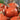 Squash, Winter - Red Kuri