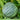 Squash, Summer - Round Zucchini