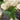 Squash, Summer - Scallop - Early White Bush