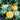 Squash, Summer - Scallop - Mixed Colors