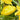 Squash, Summer - Scallop - Yellow Bush