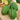 Squash, Winter - Table Queen Bush