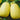 Squash, Winter - Vermicelli F1