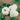 Squash, Winter - White Ace F1