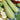 Squash, Summer - White Zucchini