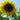 Sunflower - Mammoth