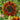 Sunflower - Evening Sun