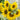 Sunflower - Giant Grey Striped