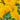 Sunflower - Giant Teddy Bear