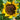 Sunflower - Goldeneye F1