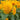 Sunflower - Goldie F1