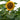 Sunflower - Incredible Dwarf
