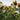 Sunflower - Indian Blanket