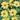 Sunflower - Lemon Queen