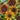 Sunflower - Mardi Gras Blend Tall