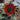 Sunflower - Red Sun