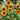 Sunflower - Santa Fe Sunrise F1