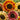 Sunflower - Santa Fe Sunset F1
