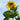 Sunflower - Skyscraper