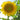 Sunflower - Star Chaser F1