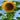 Sunflower - Starburst F1