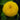 Sunflower - Sungold Dwarf