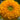 Sunflower - Teddy Bear