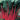 Swiss Chard - Cardinal