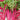 Swiss Chard - Flamingo