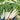 Swiss Chard - Large White Ribbed