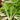 Swiss Chard - Lucullus