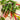 Swiss Chard - Rainbow Blend