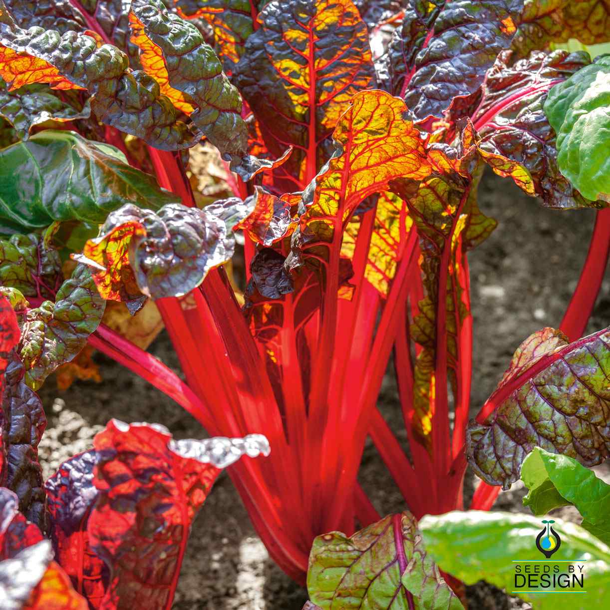 Swiss Chard - Ruby Red – SeedsbyDesign.com