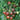 Tomato - Black Cherry
