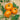 Tomato - Brandywine Yellow - Potato Leaf