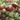 Tomato - Brown Berry
