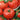 Tomato - Chef's Choice Red F1