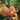 Tomato - Chef's Choice Striped F1
