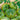 Tomato - Cherokee Green